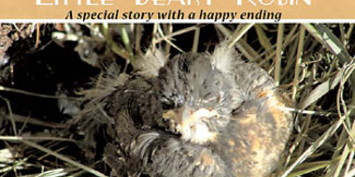 The Story of Little Beaky Robin